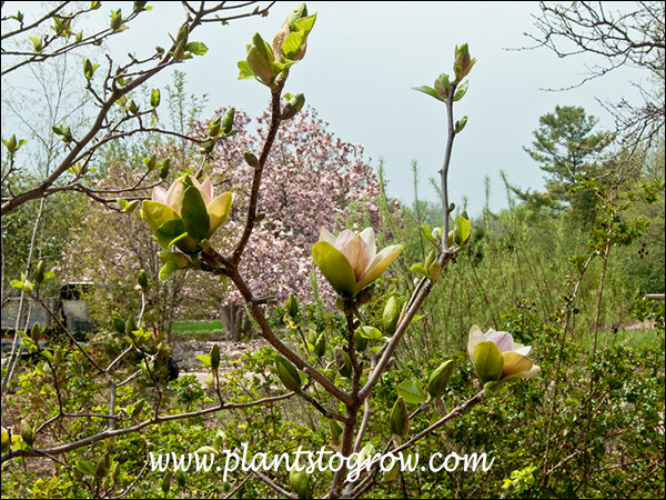 The large tree in the background is Saucer Magnolia.